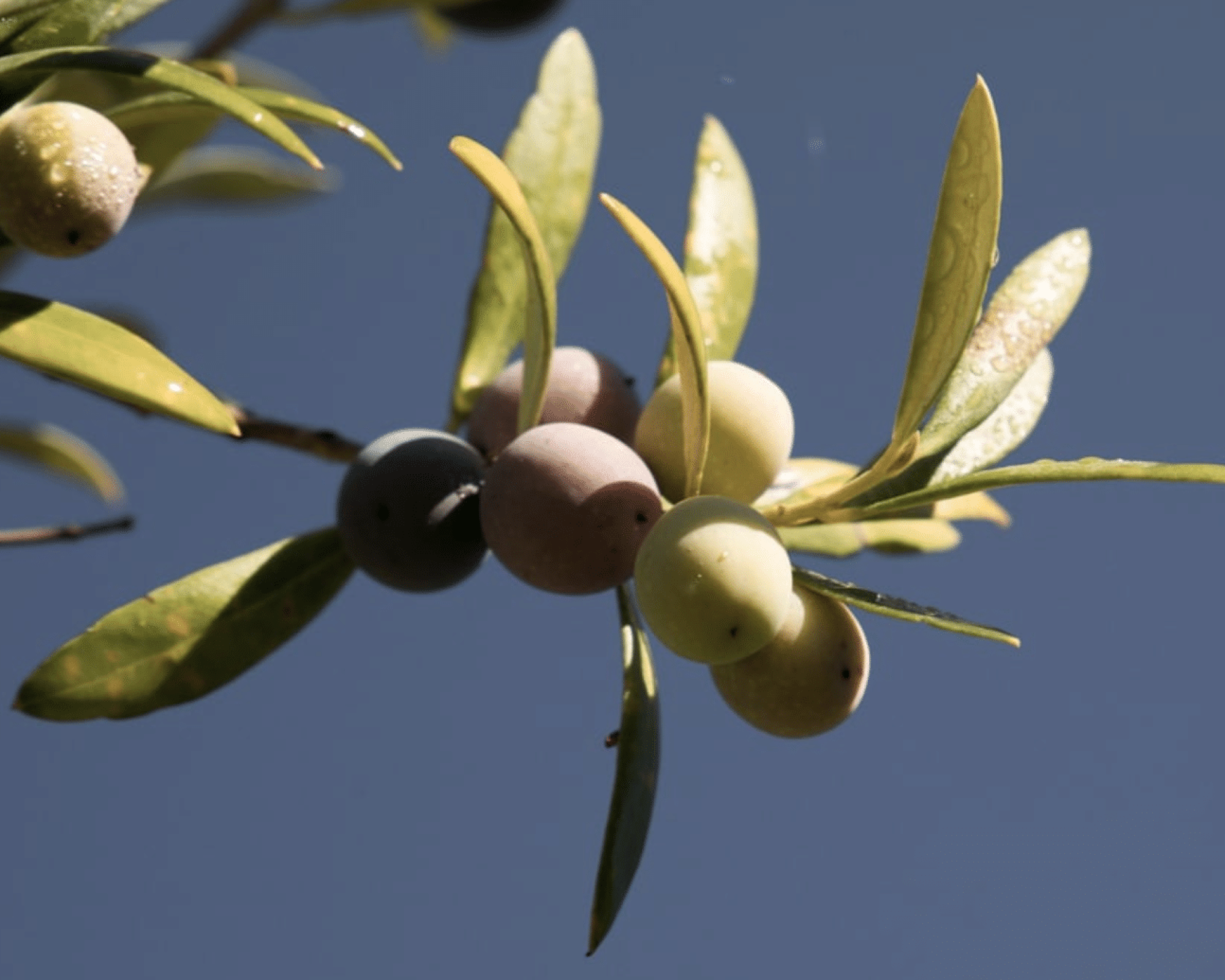 Diseño sin título (42)