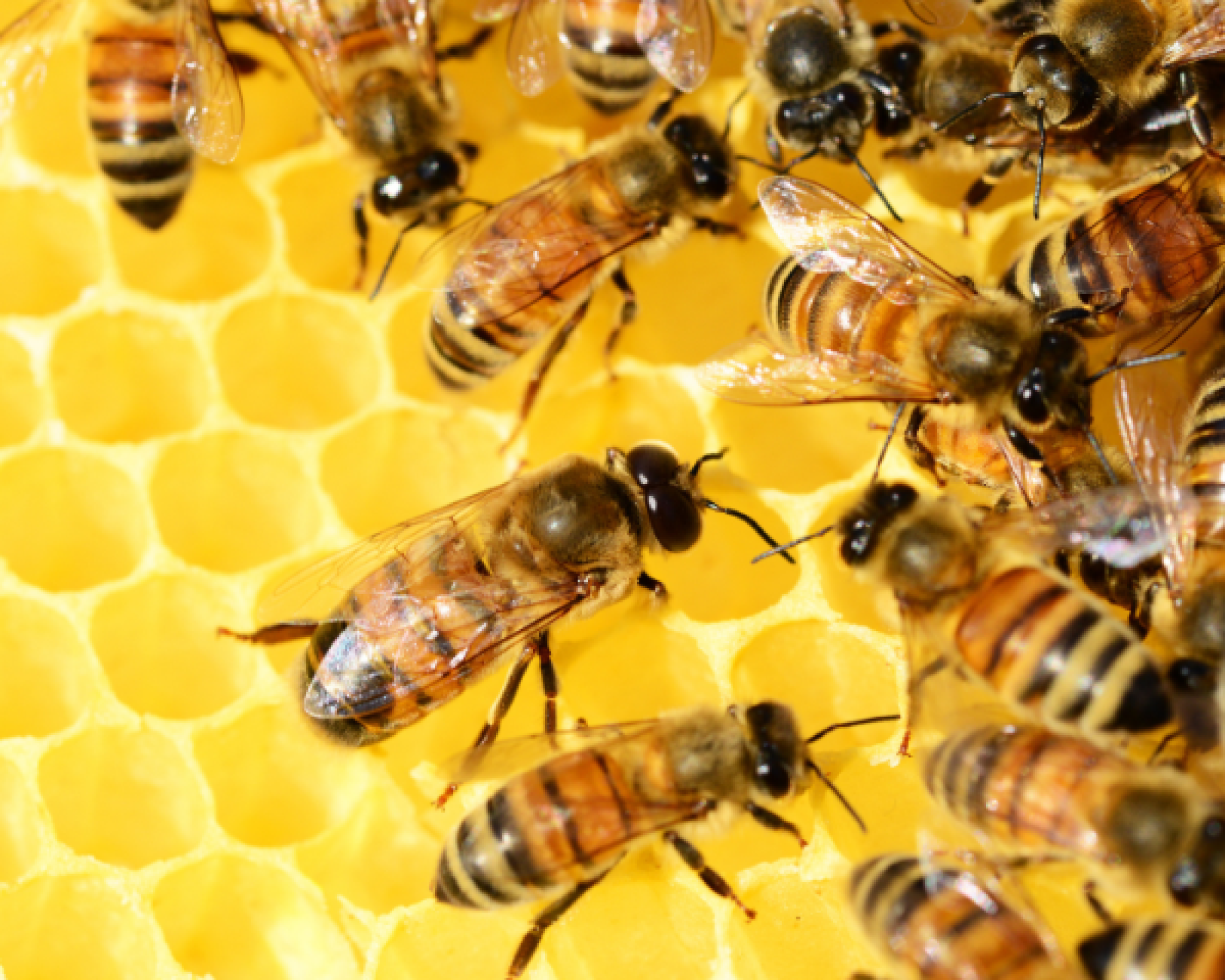 prod. proximitat web NEWS! (1)